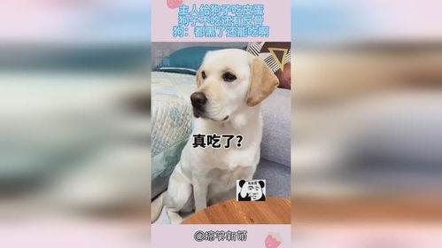 狗子黑料爆料视频下载,视频爆料背后的真相与争议 第2张 狗子黑料爆料视频下载,视频爆料背后的真相与争议 第2张